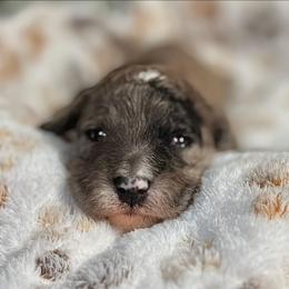 Toffee - Merle female Goldendoodle puppy in Pittsburg, Texas from Grace Springs Goldendoodles