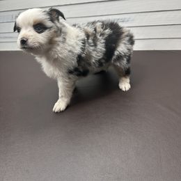 Miniature American Shepherd Puppies from Premiere Minis