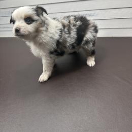 Miniature American Shepherd Puppies from Premiere Minis