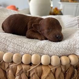 Green - Red  male Poodle puppy in Brooksville, Florida from Abby’s Standard Goldendoodles