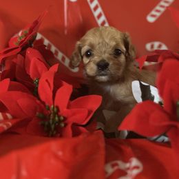 Girl 4 - female Goldendoodle puppy in Waynesboro, Virginia from Forest Creek Kennel