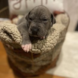 Blue Brindle Boy (2) - Blue male Great Dane puppy in Kimball, Michigan from Starlight Danes
