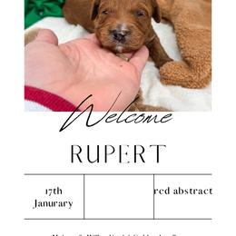 Rupert - Red  male Goldendoodle puppy in New Harmony, Indiana from Cottonwood Farms