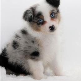 Female 1 - Blue merle female Miniature American Shepherd puppy in Childress, Texas from Taylor Farms