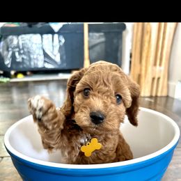 Girl 2 Ginger Spice - Red Cockapoo puppy in Chesapeake, Virginia from Chesapeake Cockapoos