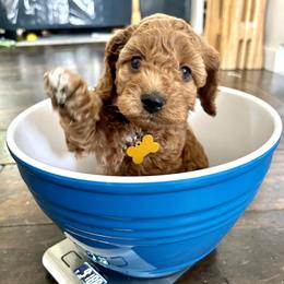 Girl 2 Ginger Spice - Red Cockapoo puppy in Chesapeake, Virginia from Chesapeake Cockapoos