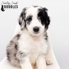 Abby - female Australian Mountain Doodle puppy in Tipton, Indiana from Country Creek Doodles