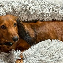 Ruby - Dachshund