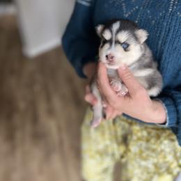 Katmai - Silver and white female Pomsky puppy in Rathdrum, Idaho from Smart Pomskies and Frenchies