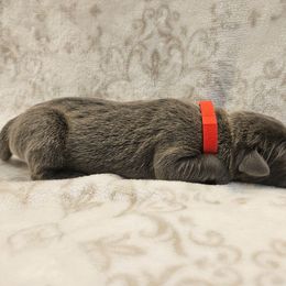 Red collar - Gray female Cane Corso puppy in Fritch, Texas from Carrie Brown's Cane Corsos