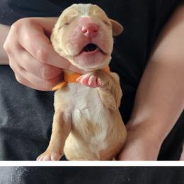 Orange - Tan and white male Basset Hound puppy in Highland, Michigan from Dream Hounds of Michigan
