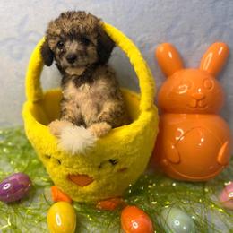 Knuckles - Silver-beige  male Poodle puppy in Palm Coast, Florida from Fiesta Pups