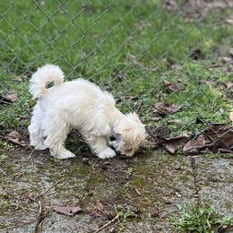 Stevie (red collar) - White male Miniature Schnauzer puppy in Port Orchard, Washington from Silver Bells Miniature Schnauzers