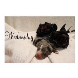 Wednesday - Merle female Bernedoodle puppy in Helper, Utah from Doodle Love Utah