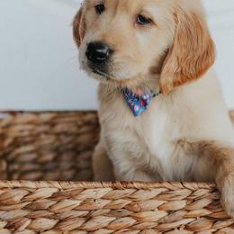 Golden Retriever Puppies from Morgan’s Heart of Gold Retrievers