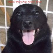 Daisy - Schipperke