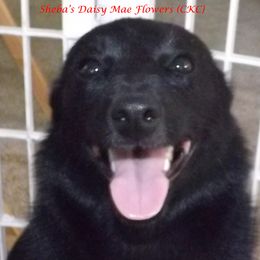 Daisy - Schipperke