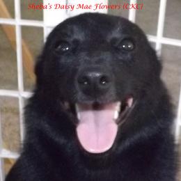 Daisy - Schipperke