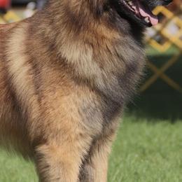 Gamay - Belgian Tervuren