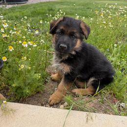 Boy 2 - Black and tan male German Shepherd puppy in La Salle, Colorado from Pure Heart German shepherds