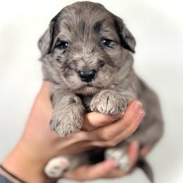 Alder - Merle male Assorted Doodle Crosses puppy in Kansas City, Missouri from Beary GoldenDoodles
