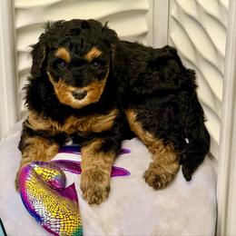 Pumkin Pie - Phantom female Goldendoodle puppy in Everett, Washington from Pawlydoodles