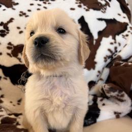 Black (3500) - Light golden male Golden Retriever puppy in Pahrump, Nevada from Southern Nevada Goldens