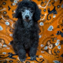 Mochi - Silver male Poodle puppy in Marsing, Idaho from Araceli Toy Poodles