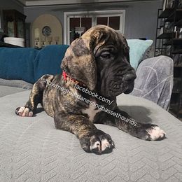 Red Collar - Brindle female Great Dane puppy in Alton, Illinois from Show Me Great Danes and Basset Hounds