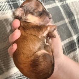 Tiger - Brindle female Dachshund puppy in Wytheville, Virginia from Dippin’ Dachs mini dachshunds