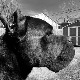 Roman - Cane Corso