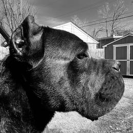 Roman - Cane Corso