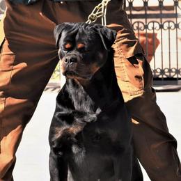 Bambi - Rottweiler