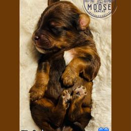 Twist - Merle male Bernedoodle puppy in Belleville, Michigan from Moose Tracks Bernedoodles