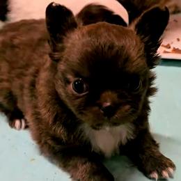 Chihuahua puppies from Cane River Chihuahuas