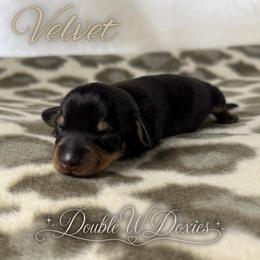 VELVET Half Russian Wire PET ONLY - Black and tan female Dachshund puppy in Alto, Texas from Double W Doxies