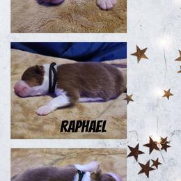 Raphael - Red tri-color male Australian Shepherd puppy in Pottstown, Pennsylvania from Easter Lily Australian Shepherds