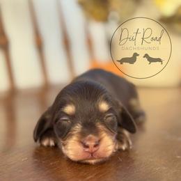 Girl 1 - Chocolate and cream female Dachshund puppy in Town Creek, Alabama from Dirt Road Dachshunds