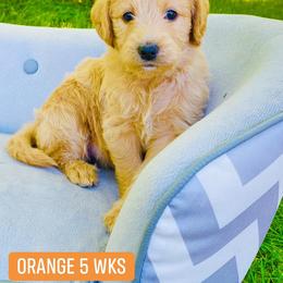 Goldendoodle Puppies from Doodle Tree