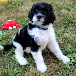 Otto - Black and white male Sheepadoodle puppy in Owensville, Missouri from Oak Valley Kennels