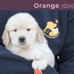 Orange (male) - Golden male Golden Retriever puppy in Mills River, North Carolina from Appalachian Dog Training LLC