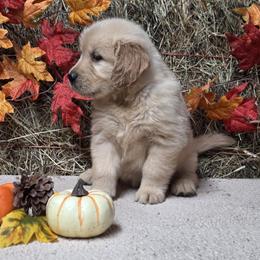 Emmi Boy 4 - Golden male Golden Retriever puppy in Niles, Michigan from Christiana Creek Goldens