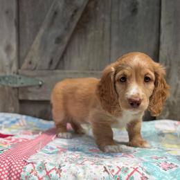 Ruby - Red female Dachshund puppy in Squires, Missouri from Hudson’s Hounds