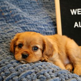 Alder - Cavalier King Charles Spaniel puppy from Bella Notte Cavaliers