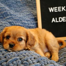 Alder - Cavalier King Charles Spaniel puppy from Bella Notte Cavaliers