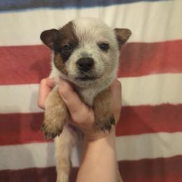Hayes - Red speckled male Australian Cattle Dog puppy in Mena, Arkansas from Red Desert Australian Cattle Dogs