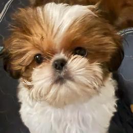 Sweetheart Dexter - Red and white male Shih Tzu puppy in Galveston, Texas from 🌗 New Moon Shih Tzu 🌗