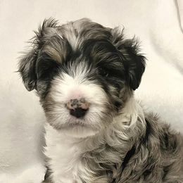 Aussiedoodles from North Alabama Doodles