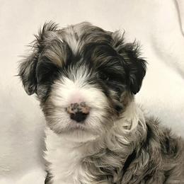 Aussiedoodles from North Alabama Doodles