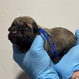 Male 4 - Fawn male Cane Corso puppy in Cashion, Oklahoma from APEXOK Cane Corsos LLC